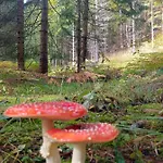Lemberger * Dellach im Drautal