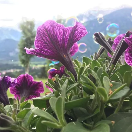 Lemberger Apartman Dellach im Drautal