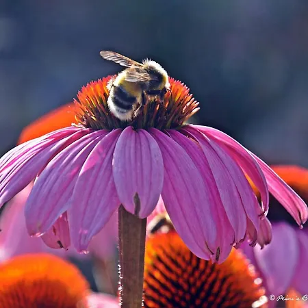 Apartment Lemberger *