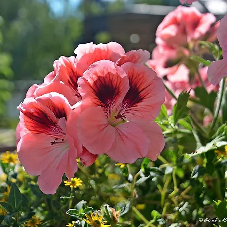 Apartment Lemberger Dellach im Drautal