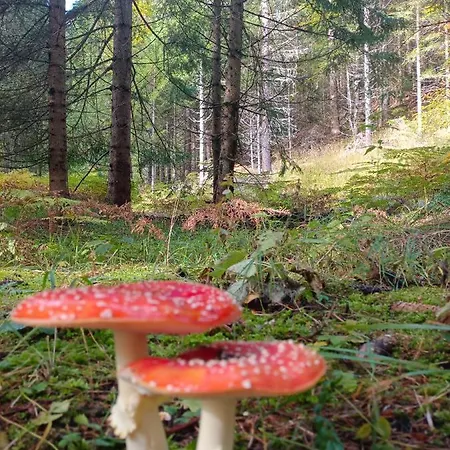 Lemberger * Dellach im Drautal