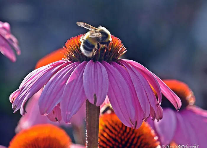 דירה Lemberger *