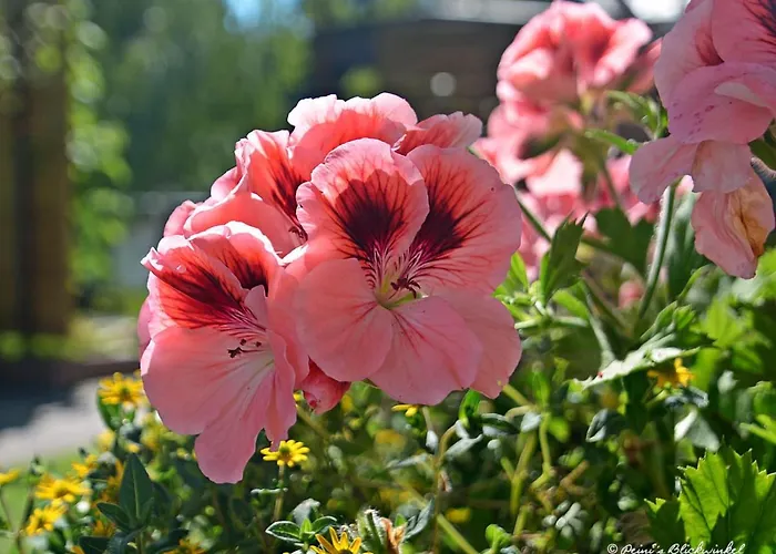 דירה Lemberger Dellach im Drautal