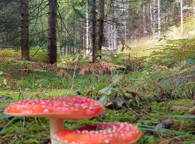 Lemberger * Dellach im Drautal